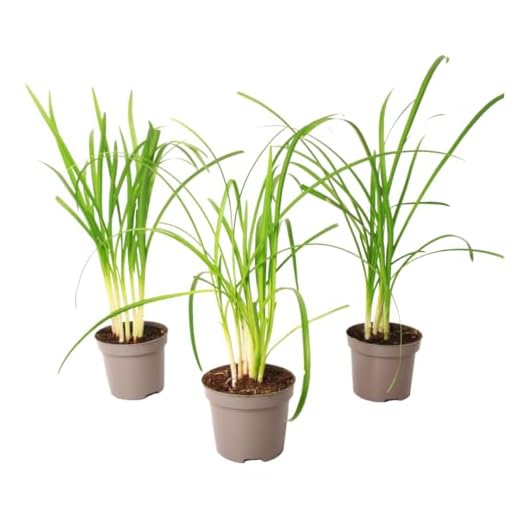 Plant in a Box - Tulbaghia violacea 'Knobikraut' - Aglio orsino - Fiori viola - set da 3 - Dimensioni vaso 9 cm - Altezza 15-25 cm
