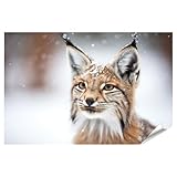 islandburner XXL Bild Poster Luchs im Schnee mit seinen 