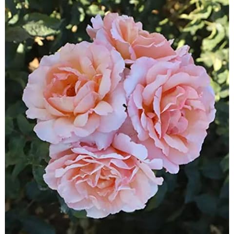 'Compassion' Climbing Rose with Scented Salmon Blooms Cover