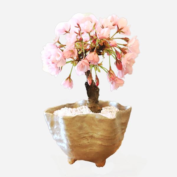 Amazon.co.jp: 遊恵盆栽 桜盆栽：ミニ一才桜(旭山桜)*（白 信楽焼花型