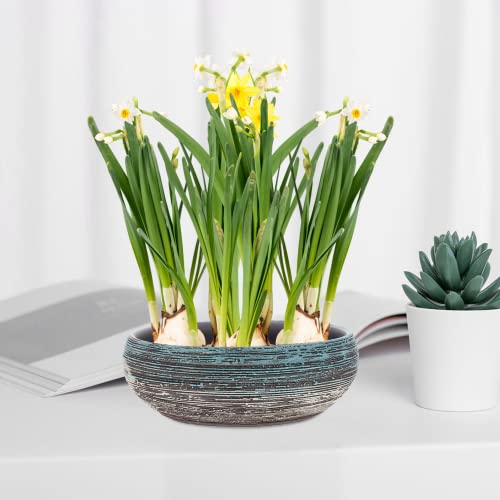 Happyyami Hydroponic Planter Ceramic Lotus Flower Pot Water Lily Narcissus Planting Bowls Aquatic Plant Succulent Holder Pot For Home Garden Indoor Outdoor #TOP1