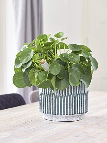 Ivyline Blue Round Onno Planter - Stylish & Waterproof - Durable Contemporary Ridge Finish Glazed Decorative Indoor Ceramic Flower Pot - H25cm x D25cm