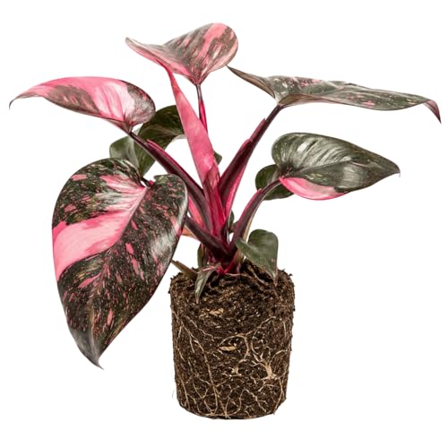 Philodendron Plant Live Rare Variegated Philodendron Houseplant for Planting Home Office Decor 4 to 8 Inches (Pink Variegated)