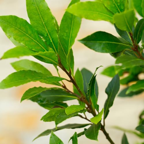 Bay Leaf Plant Live, Bay Laurel Tree Live Plant, Laurus Nobilis Sweet Bay Leaf Tree for Planting Indoor Outdoor