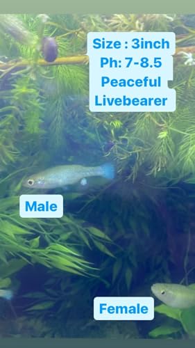 10X Blue Goodeid livebearer (10 Juvenile Pack)