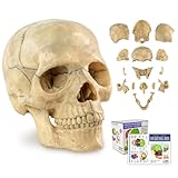 Merinden Mini Human Skull Model - 15-Part Half-Size Anatomy Model with Guidebook - Miniature Anatomical Skull for Medical Teaching, Biology Study & Lab Display