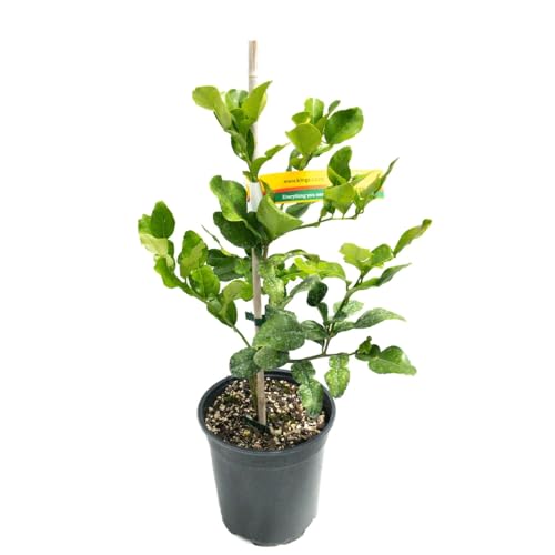 Image of Seedless Lemon Plant Early Fruiting & Dwarf Varieties Fruit Plants