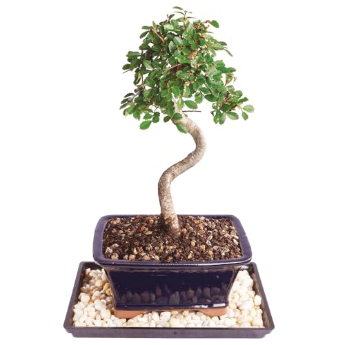 Brussel's Bonsai Live Chinese Elm Bonsai Tree, Outdoor - Small, 5 Years Old, 6 to 8 inches Tall - Includes Ceramic Bonsai Pot and Humidity Tray