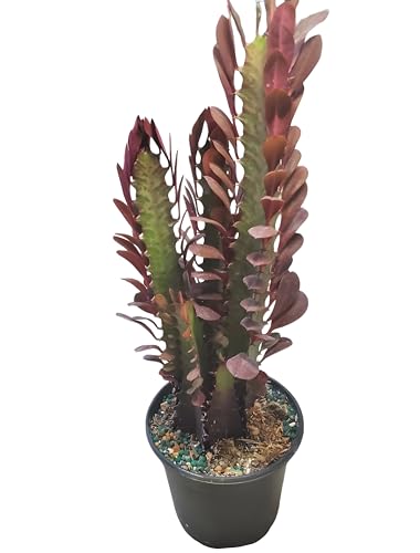 Euphorbia trigona rubra (Royal African Milk Tree) Purple Colored Plant 4 Pot Euphorbia trigona rubra (Royal African Milk Tree) Purple Colored Plant 4 Pot