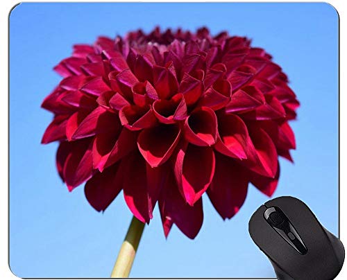 JX^}CYꂽ}EXpbhADahlia}EXpbh}EXpbhUS0432