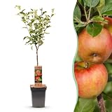 Green boutiQ - Arbre fruitier - Malus domestica Elstar - Pommier - Résistant - Pomme Rouge-Verte - 1 Plante - Pot 21cm - Hauteur 90cm