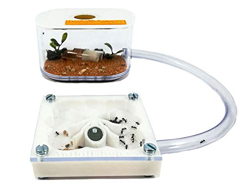 Ant Farm - 3D Ameisenfarm 7x7 cm weiße Farbe Ameisenform - mit Deckel | Schaumstoff-Feuchtigkeitssystem | Free Ameisen enthalten Cover