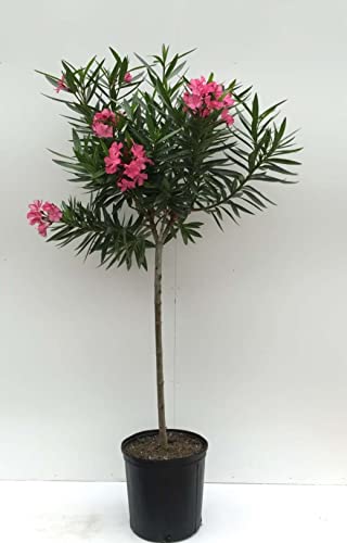 Oleandro ad alberello Nerium oleander pianta in vaso ø25 cm h. 100/120 cm