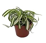 Bonnie Curly Spider Plant - Clean Air Plant - 2.5' Pot