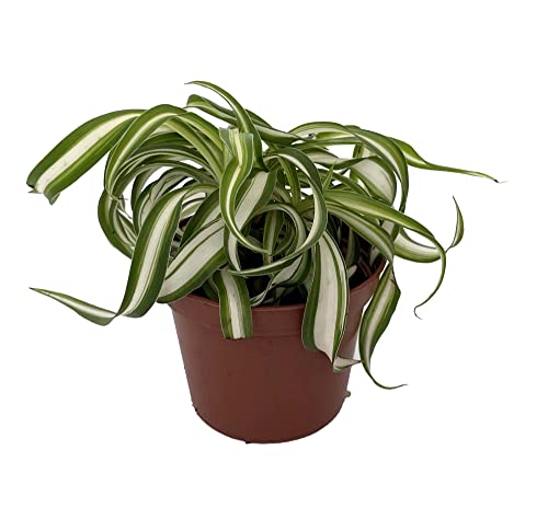 Bonnie Curly Spider Plant - Clean Air Plant - 2.5"