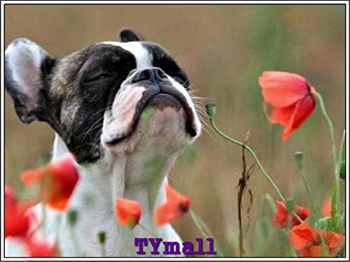 TYmall Rompecabezas de 1000 piezas para niños y adultos, cachorro Boston Terrier, cachorros educativos, entretenimiento familiar, rompecabezas de