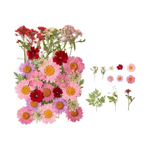 35 piezas flores secas prensadas naturales para manualidades miniatura 1