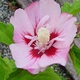 Color de la flor: rosa – 1 a 3 por m² – sombra parcial, sol – altura: 40 – 60 cm