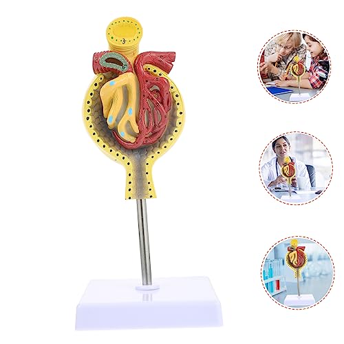 Modèle de glomérule médical CHILDWEET pour simplifier la compréhension de l'anatomie - 5