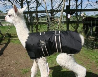 Homestead Farm Supplies Alpaca Coat 22" - Black