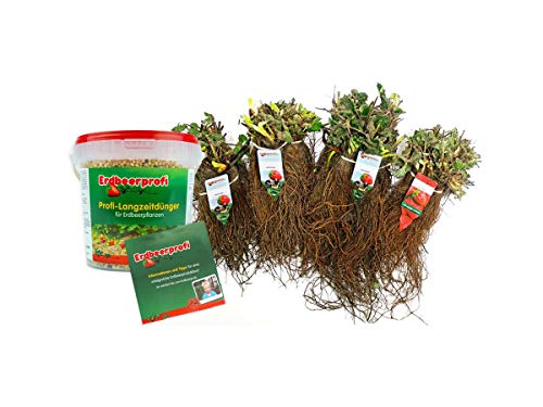 Erdbeerpflanzen Anbau-Set: 20 immertragende Erdbeerpflanzen inkl. Dünger - Sorten: Ostara, Amandine, Favori, Furore - Frigo-Erdbeeren von Erdbeerprofi.de