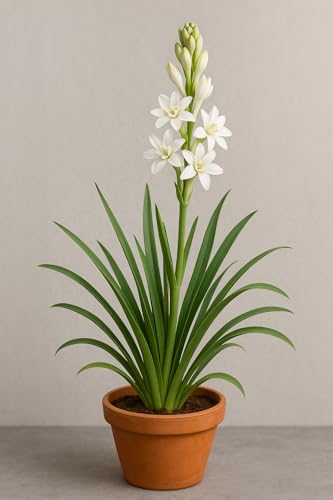 Image of Live Green Flower Bulb Tuberose /Rajnigandha Single /Double Petal Fragrance For Home Gardening (Pack Of 10 Bulbs + 1 Free Bulb)