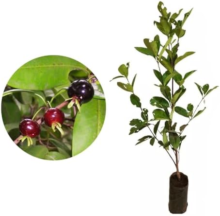 Muda de Grumixama 20 a 40cm AMK - Plantas Online