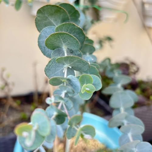 comprar semillas de eucalipto balcón, semillas cortadas eucalipto resistentes en macetas, decorativas, decoración sala estar 150pcs