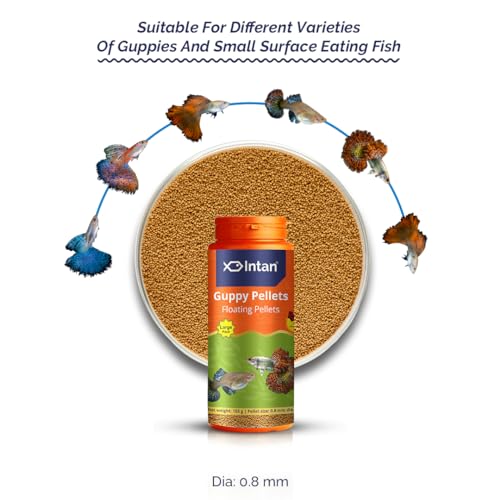 Image of Intan Guppy Fish Food | Floating Pellet for Health and Growth | for All Guppies, Large Pack 155 Gram, Size 0.8 mm Dia, Pack of 1,All Life Stages