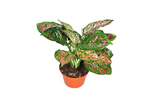 Chinese Evergreen Lady Valentine - 4 from California Tropicals