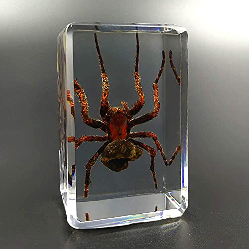 Spécimen de taxidermie d'insecte en résine, cadeau idéal pour passionnés