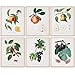 Vintage Fruit Art Prints - Kitchen Botanical Prints - (Set of 6) - Unframed - 8x10s