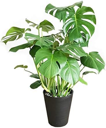 Amazon モンステラ 観葉植物 本物 インテリア 大型 大 ブラックセラアート鉢 8号 観葉植物 オンライン通販 Amazon モンステラ 観葉植物 本物 インテリア 大型 大 ブラックセラアート鉢 8号 観葉植物 オンライン通販