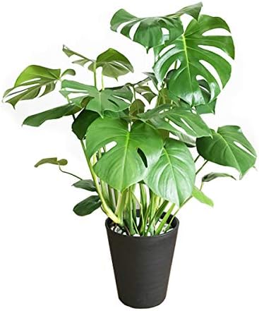 Amazon モンステラ 観葉植物 本物 インテリア 大型 大 ブラックセラアート鉢 8号 観葉植物 オンライン通販