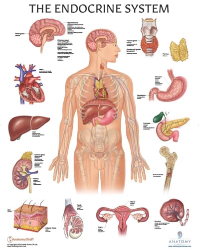Anatomy Lab Human Endocrine System Anatomy Poster, LAMINATED, Anatomy and Physiology, 17.3 x 22.5 Inches, Body System Diagram, Anatomical Chart for Education Learning and Students