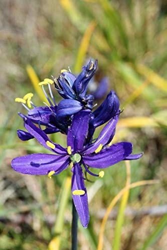 Blue Camas Camass Lily Wild Indian Hyacinth Camassia Quamash Flower rasa1ca (30 Seeds)