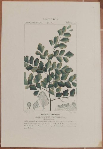 Adianto tenero adiantum tenerum