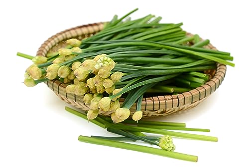 Prademir – BIO Schnittknoblauch Samen mehrjährig zur Anzucht von Pflanzen – 250x Schnittknoblauchsamen mit hoher Keimrate…