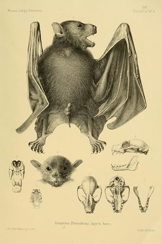 1899 Greater Musky Fruit Bat natural history print