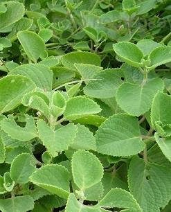 Tomillo Español Thymus zygis 250 Semillas