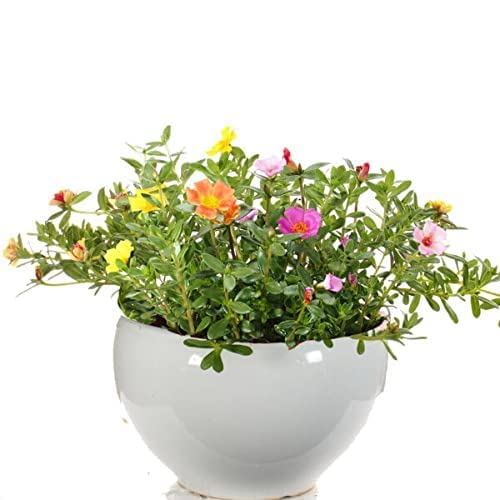 PlantaZee Portulaca Grandiflora/Purslane Live Plant (Multicolor Flower) With Black Pot Moss Rose Plant 9O Clock (B0BQDYPXNQ) Amazon Price History, Amazon Price Tracker
