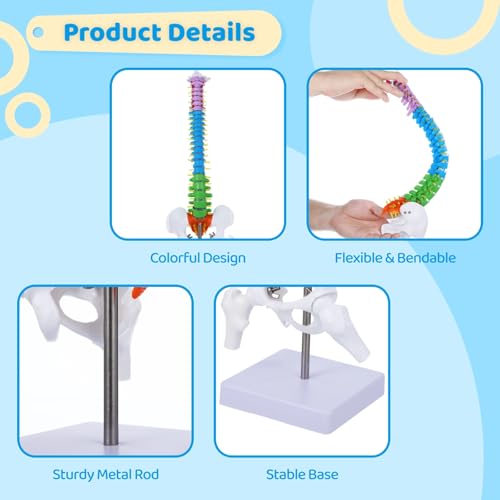 Image of Scientific Mini Colorful Spine Model, 17.7 Inches Flexible Human Spine Model with Base, Anatomy Education Spine Model, Vertebral Column Model with Spinal Nerves Pelvis Femur for Teaching Demonstrating