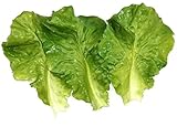 Skyseen 10Pcs Artificial Vegetable Lettuce Leaves Simulation Fake Lifelike for Home Party Kitchen Festival Decoration