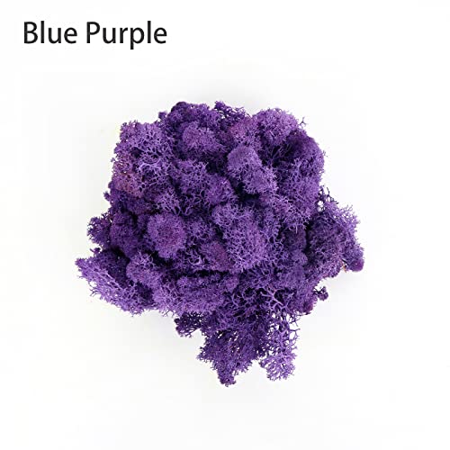 Image of Amoueterno Preserved 4 Color Reindeer Moss,Total 14OZ Each Color 3.5OZ, Natural Real Moss, DIY Kit Crafts Art Wall Decor Florist Decor,Purple