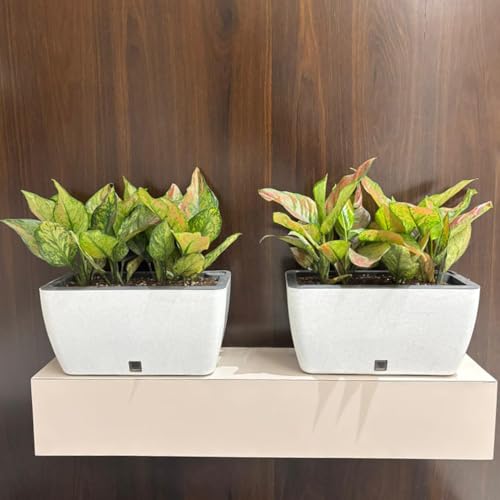 Image of GARDENCIA Self Watering Flower Pots for Outdoor Indoor Gardening /Rectangle Big Plant Pot with Polypropylene UV Material /Decorative Modern Gamla (Recta Big Stone White, Pack of 6)
