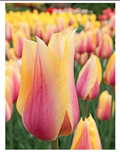 10 Blushing Beauty Tulips Bulbs