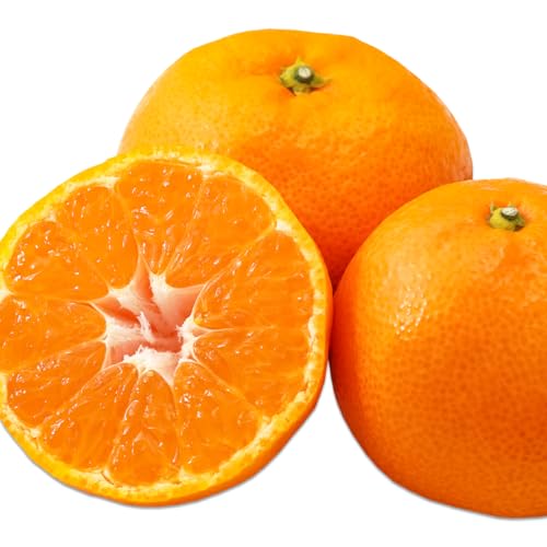 美味いとこどり みかん 訳ありみかん 和歌山県産 青秀みかん 完熟 甘い (大粒L〜LLL 5kg) ※お歳暮 のし対応可能 極早生の為少し青みあり