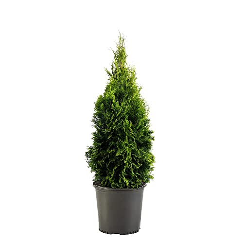 1g Emerald Green Arborvitae