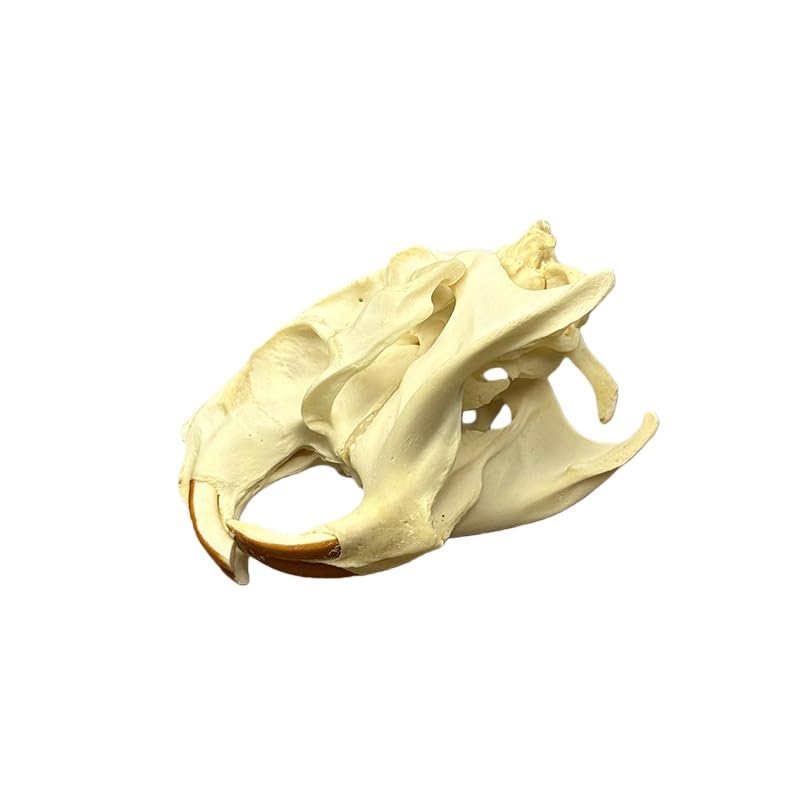 Taxidermy Real Animals Coypu Skulls, Real Bones Specimen, Taxidermy Supplies for Science Education, Special Gift (1Pcs Coypu Skull)