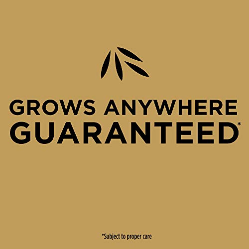 Scotts 17508 Ez Seed Patch & Repair Sun And Shade: Seeds Up To 85 Sq. Ft. thumb #6